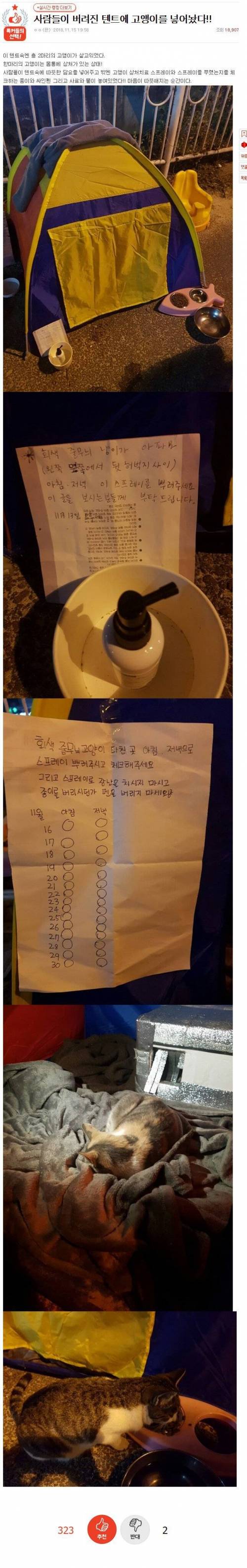 버려진 텐트에 고양이 넣기.jpg