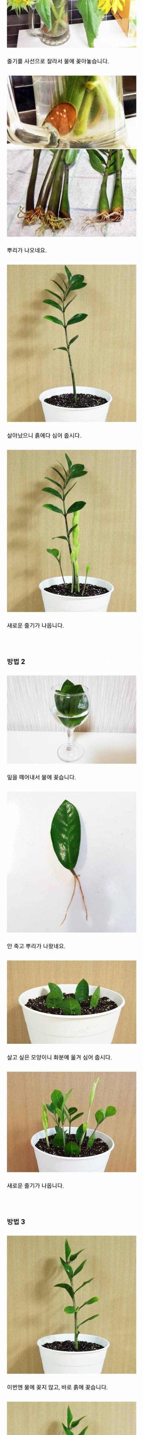 [스압] 죽이려고 해도 죽지 않는 불사의 식물.jpg