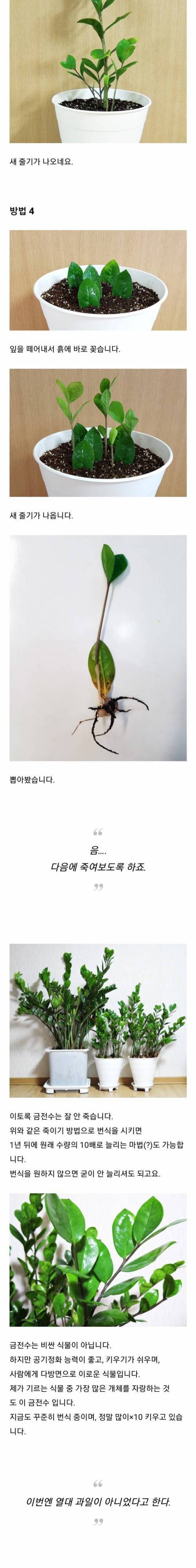 [스압] 죽이려고 해도 죽지 않는 불사의 식물.jpg