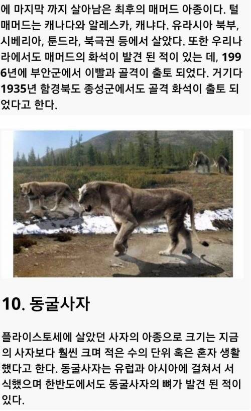 [스압] 한반도에 서식했던 고대동물.jpg