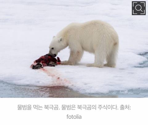 [스압] 북극곰 고기 먹으면 최대 사망.jpg