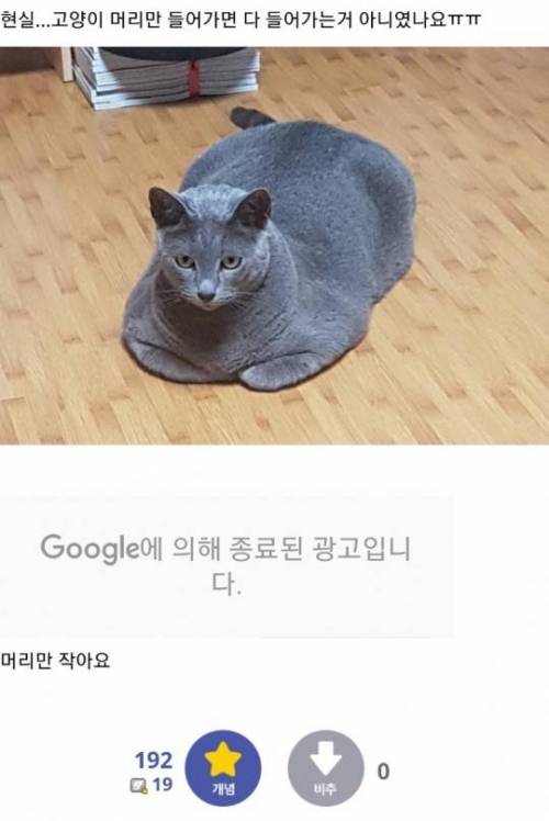 고양이 숨숨집을 사준 디시인.jpg