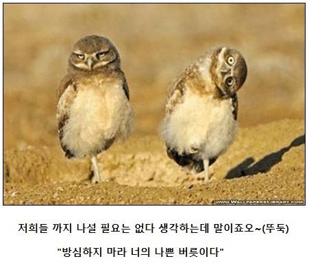 악의 조직(조류편).jpg