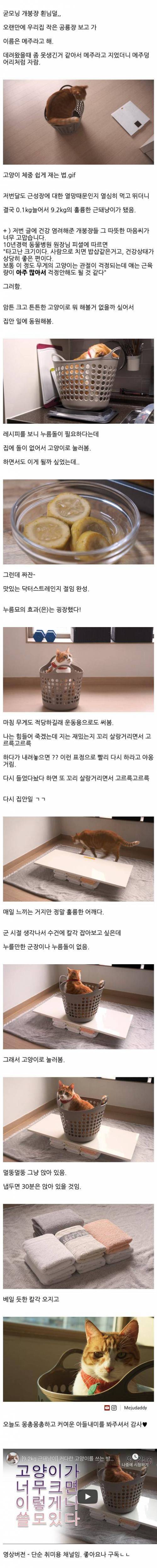 고양이가 거대해서 집안일에 써봄.jpg