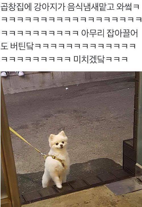 곱창 냄새맡은 댕댕이.jpg