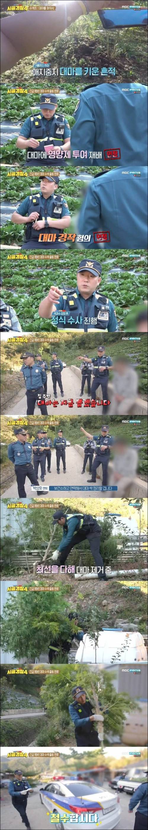 [스압] 100평대 대마 농장.jpg