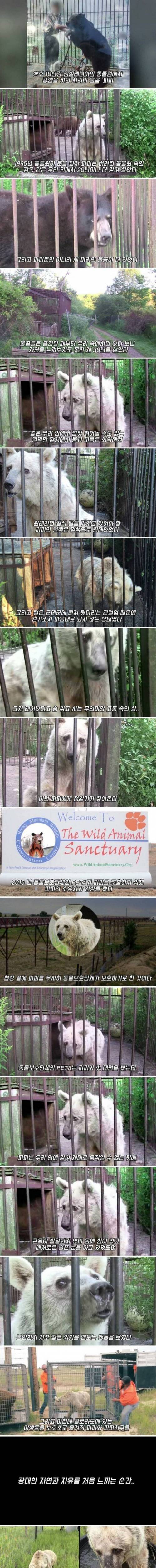 [스압] 30년 동안 갇혀있던 곰.jpg