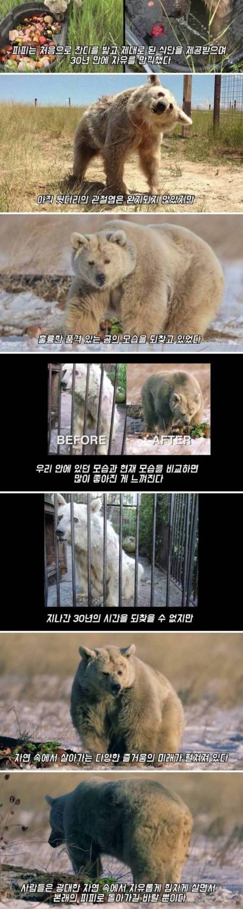 [스압] 30년 동안 갇혀있던 곰.jpg