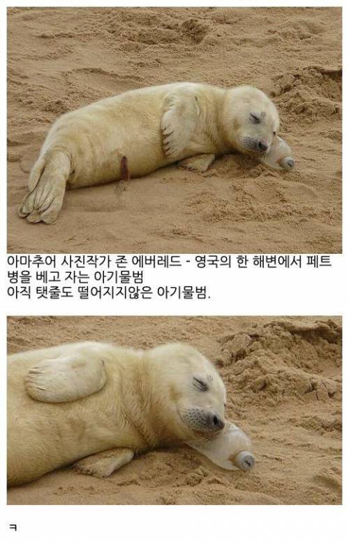 페트병 베고 잠자는 아기물범.jpg