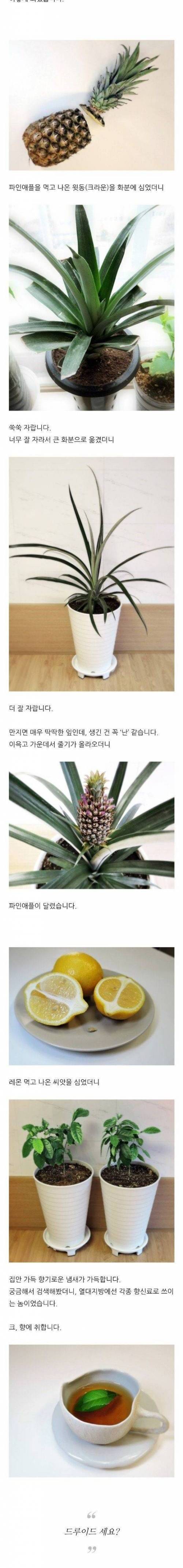 [스압] 디씨 식물갤러의 특이한 취미.jpg