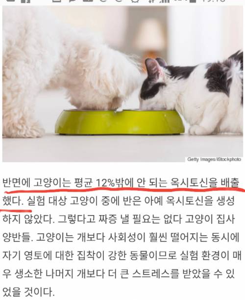 고양이와 개의 차이점 .txt.jpg