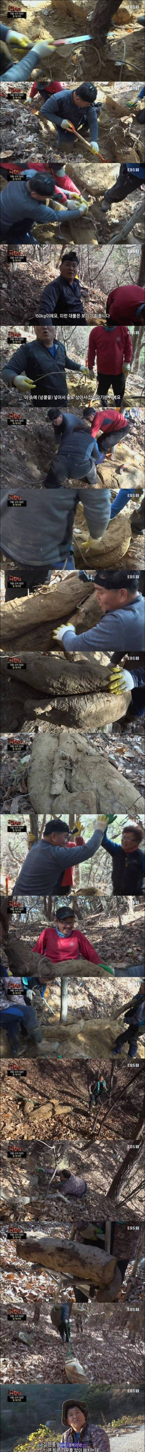 [스압] 극한직업, 150kg 칡 채취.jpg