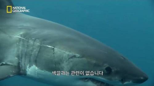 [스압] 맛있는 노란색 가설.jpg