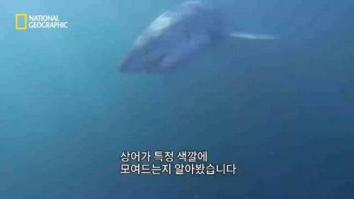 [스압] 맛있는 노란색 가설.jpg