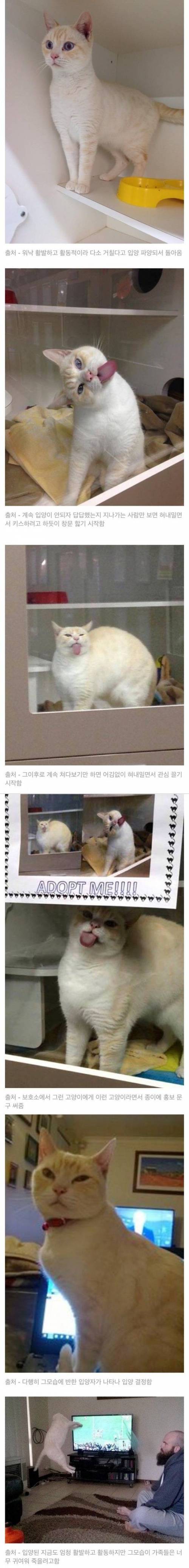 파양당했다가 다시 입양된 고양이.jpg