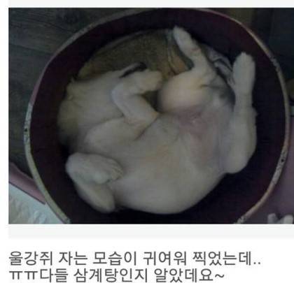 흔한 닭백숙 사진.jpg