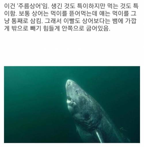 살아있는 화석 주름상어.jpg