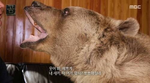 [스압] 곰을 키우는 부부.jpg