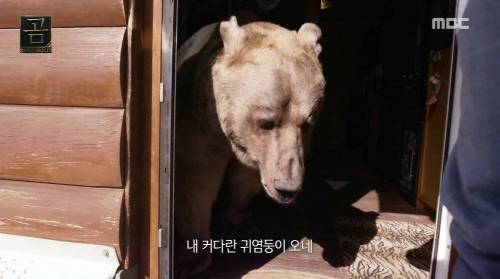 [스압] 곰을 키우는 부부.jpg