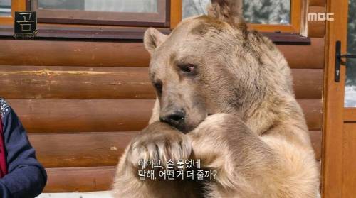 [스압] 곰을 키우는 부부.jpg