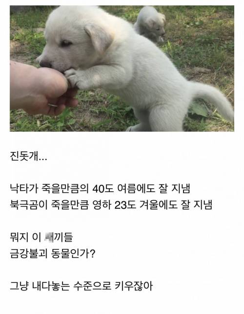 지옥에서도 살아남을 한국의 대표 동물.jpg