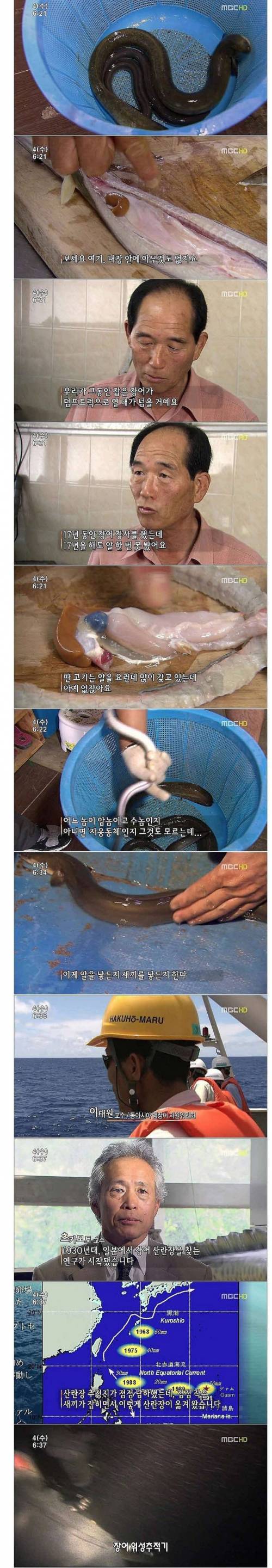 [스압] 신비한 생명체 장어.jpg