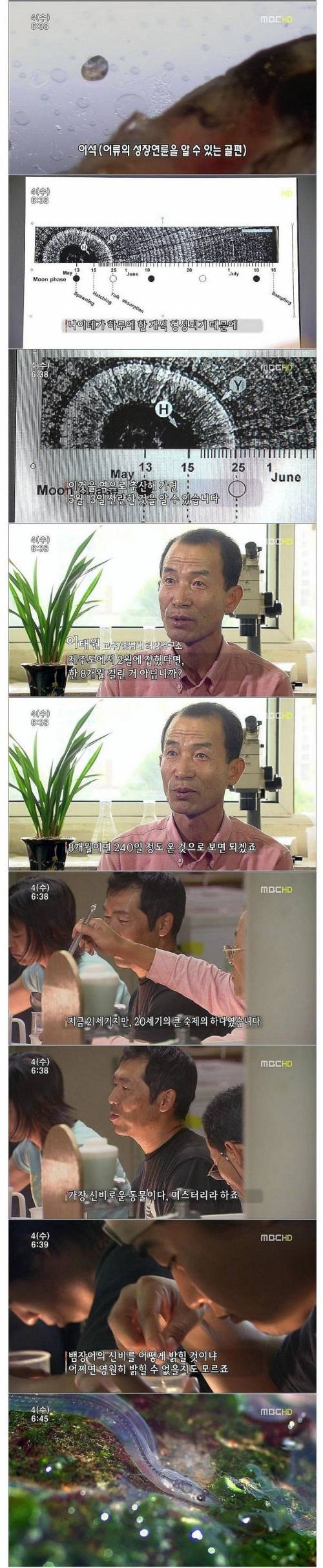 [스압] 신비한 생명체 장어.jpg