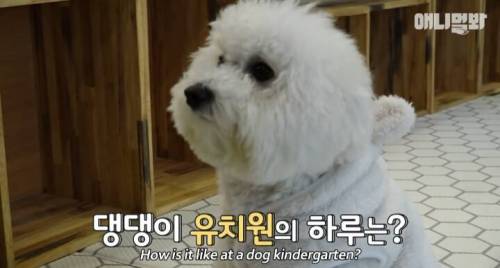 [스압] 강아지 유치원의 하루 일과.jpg