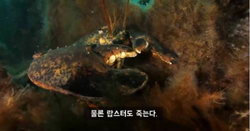 영원히 죽지 않는 바다생물.jpg