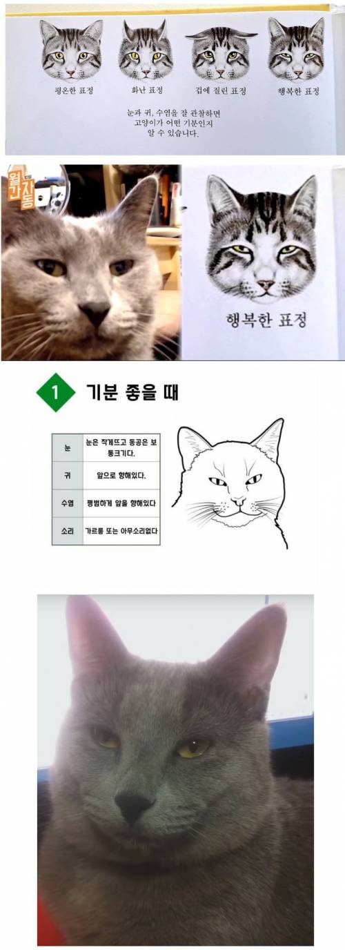 행복한 고양이.jpg