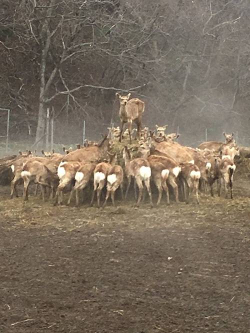 사슴 목장 분위기가 심상치 않다..jpg