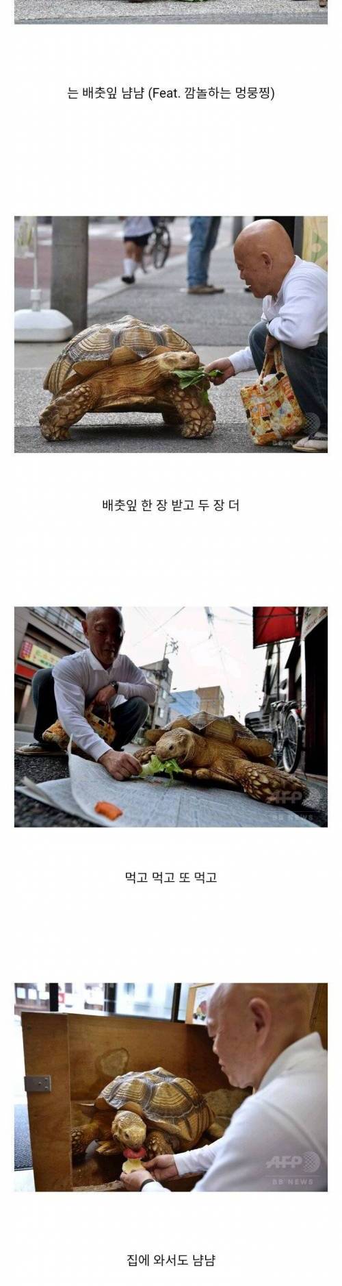 [스압] 20년간 거북이를 키우신 할아버지.jpg