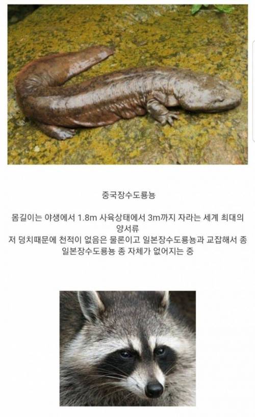 일본 4대 생태계 파괴자.jpg