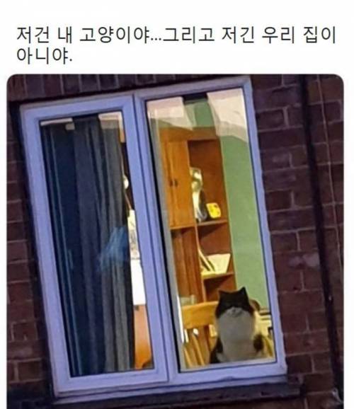 이웃집이 마음에 든 고양이.jpg