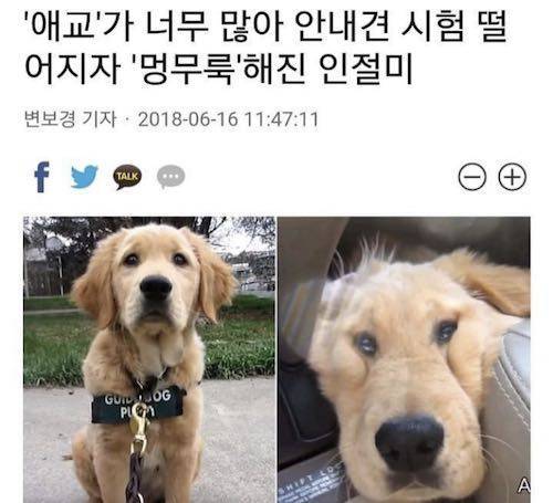 안내견 시험 떨어진 이유.jpg