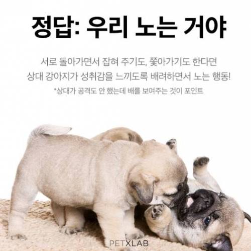 멍멍이들 싸우는 건지 노는 건지 구별하는 법.jpg