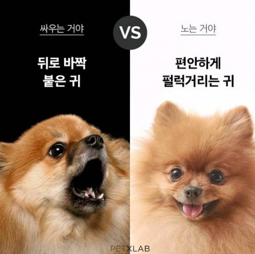 멍멍이들 싸우는 건지 노는 건지 구별하는 법.jpg