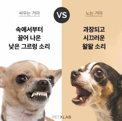 멍멍이들 싸우는 건지 노는 건지 구별하는 법.jpg