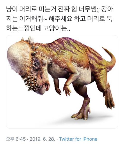 고양이 머리로 미는 힘 너무 쎄.jpg