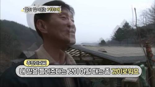 [스압] 주인만 따르는 2000마리 거위떼.jpg