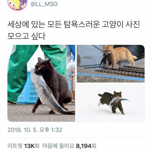 [스압] 탐욕스러운 고양이 사진.twt