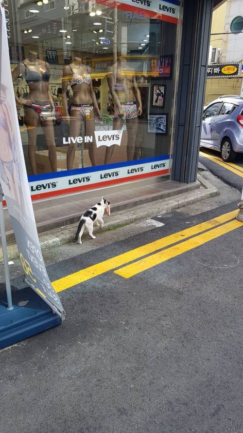 [스압] 탐욕스러운 고양이 사진.twt