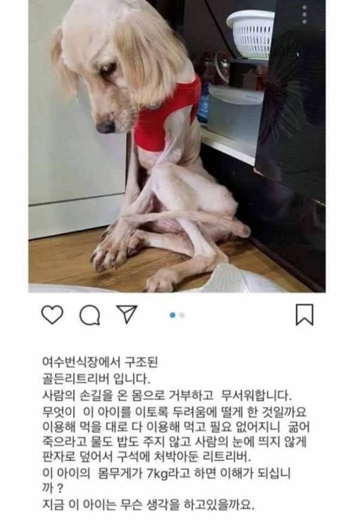 여수 번식장에서 구조된 7kg 리트리버