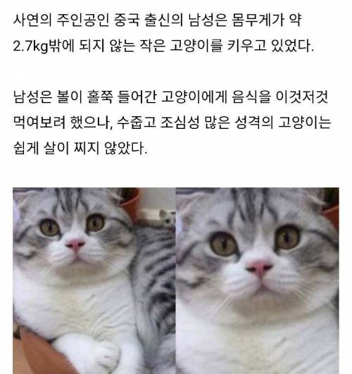 냥이확대범.jpg