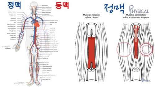 [스압] 다리붓기가 안 빠지는 진짜 이유