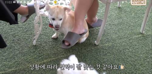 [스압] 절미가 말하는 첫애견카페 후기