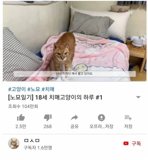 치매고양이 영상에 댓글.jpg