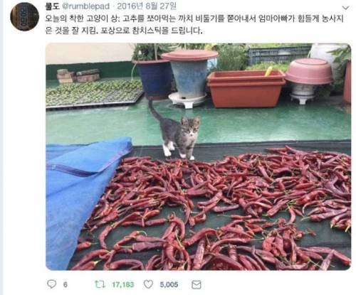 착한 고양이 상.jpg