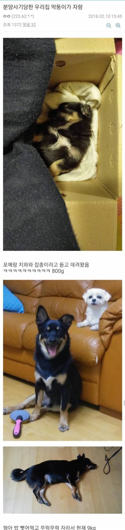 분양사기 당한 막둥이.jpg