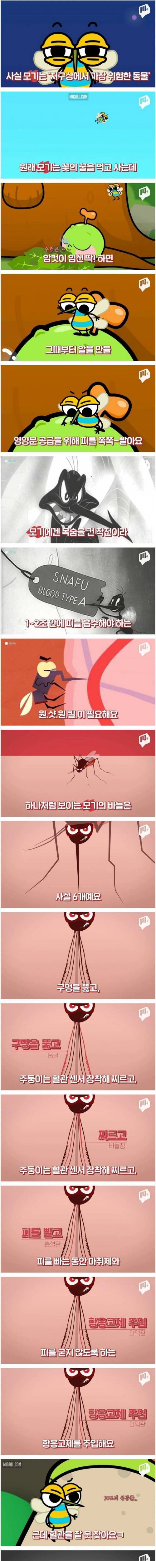 [스압] 모기가 지구상에서 가장 위험한 동물인 이유